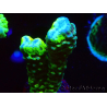 WYSIWYG - CB Incredible Hulk Montipora GRAFTED 5L5