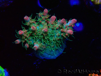 WYSIWYG RAH Acropora Strawberry Ice 5M2