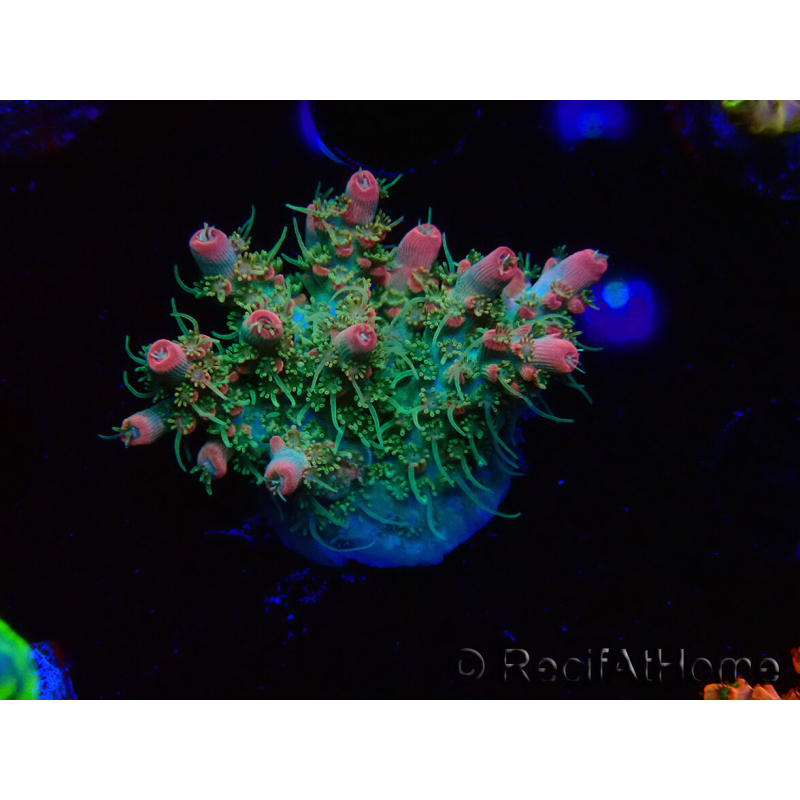 WYSIWYG RAH Acropora Strawberry Ice 5P1