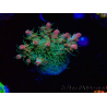 WYSIWYG RAH Acropora Strawberry Ice 5P1