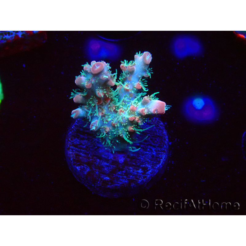 WYSIWYG RAH Acropora Strawberry Ice 5M3