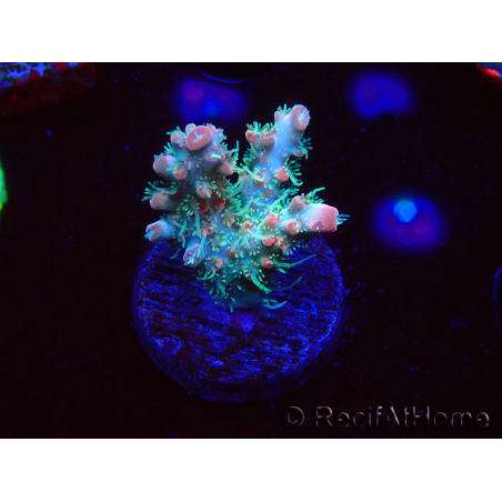 WYSIWYG RAH Acropora Strawberry Ice 5P2