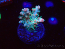 WYSIWYG RAH Acropora Strawberry Ice 5M3