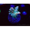 WYSIWYG RAH Acropora Strawberry Ice 5P2
