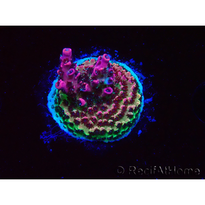 WYSIWYG RAH Acropora hyacinthus Red Planet 5M6