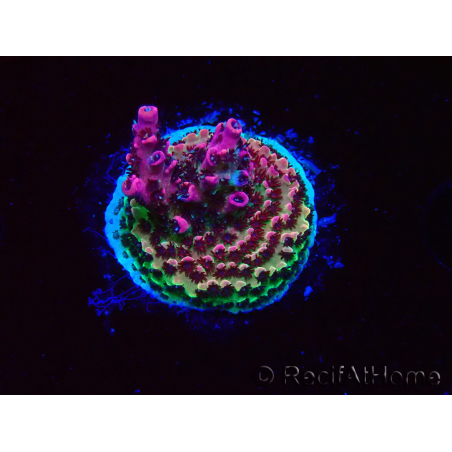 WYSIWYG RAH Acropora hyacinthus Red Planet 5M6