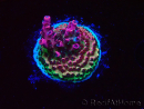 WYSIWYG RAH Acropora hyacinthus Red Planet 5A4