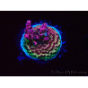 WYSIWYG RAH Acropora hyacinthus Red Planet 5M6