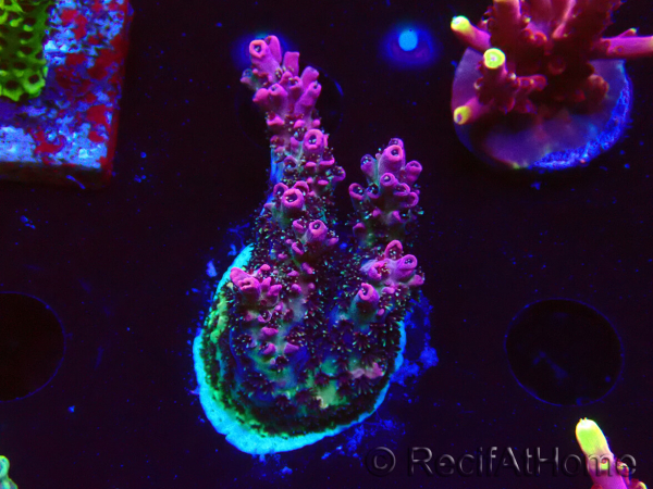 WYSIWYG RAH Acropora hyacinthus Red Planet 5M7
