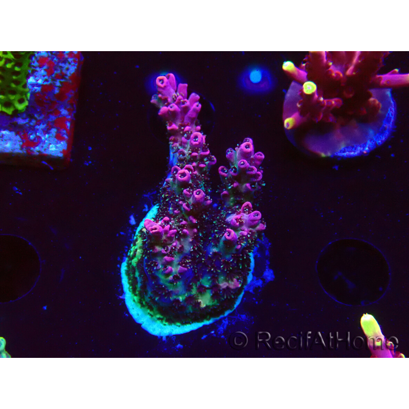 WYSIWYG RAH Acropora hyacinthus Red Planet 5A4