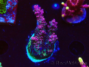 WYSIWYG RAH Acropora hyacinthus Red Planet 5A4