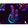 WYSIWYG RAH Acropora hyacinthus Red Planet 5A4