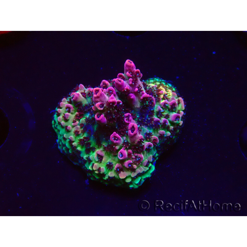 WYSIWYG RAH Acropora hyacinthus Red Planet 5A3