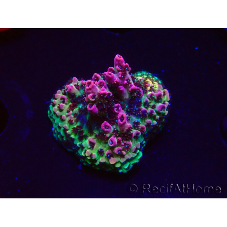 WYSIWYG RAH Acropora hyacinthus Red Planet 5A3