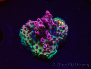 WYSIWYG RAH Acropora hyacinthus Red Planet 5M8