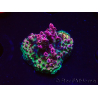 WYSIWYG RAH Acropora hyacinthus Red Planet 5A3