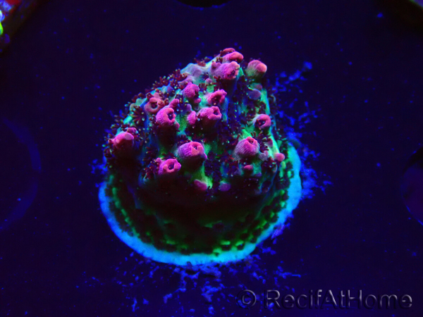 WYSIWYG RAH Acropora hyacinthus Red Planet 5Z1