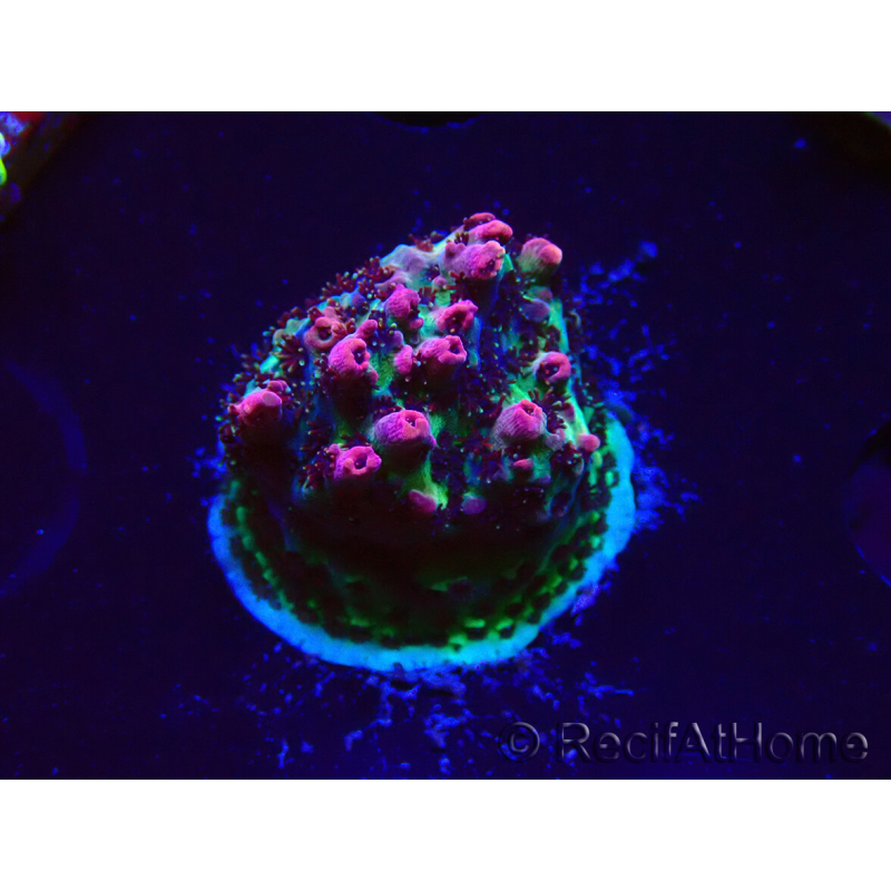 WYSIWYG RAH Acropora hyacinthus Red Planet 5Z1