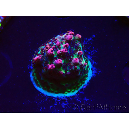 WYSIWYG RAH Acropora hyacinthus Red Planet 5Z1