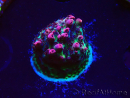 WYSIWYG RAH Acropora hyacinthus Red Planet 5Z1