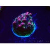 WYSIWYG RAH Acropora hyacinthus Red Planet 5Z1