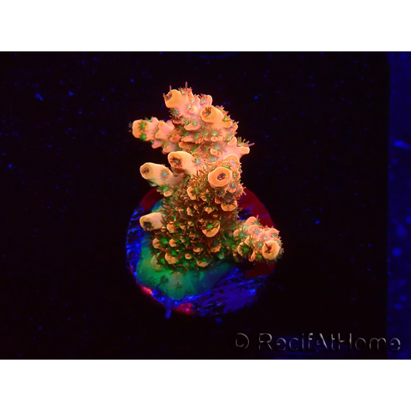 WYSIWYG AK Acropora Bill Murray 5Z1