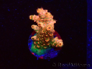 WYSIWYG AK Acropora Bill Murray 5N6
