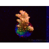 WYSIWYG AK Acropora Bill Murray 5Z1