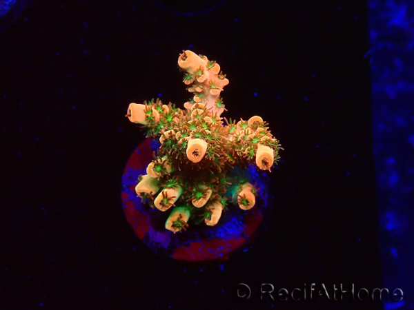 WYSIWYG AK Acropora Bill Murray 5N7