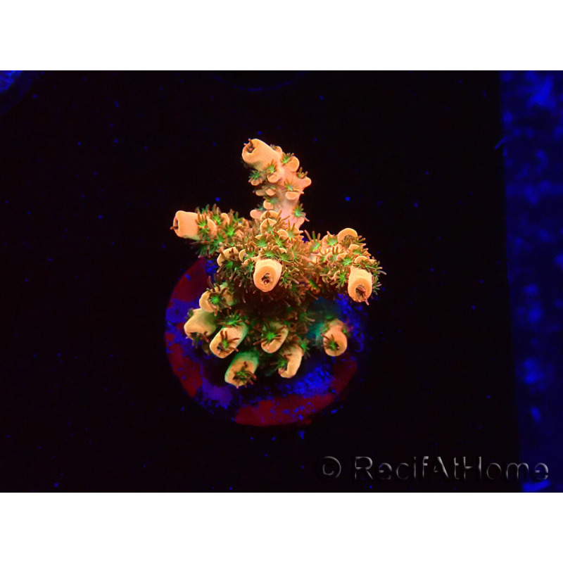 WYSIWYG AK Acropora Bill Murray 5Z2