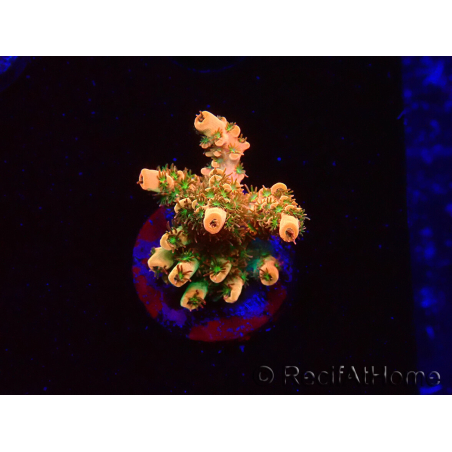WYSIWYG AK Acropora Bill Murray 5N7