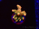 WYSIWYG AK Acropora Bill Murray 5Z2