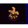 WYSIWYG AK Acropora Bill Murray 5Z2