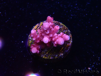 WYSIWYG RAH Acropora ballerina 5C8