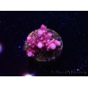 WYSIWYG RAH Acropora ballerina 5