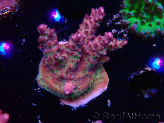 WYSIWYG LR Acropora Gold Dust