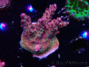 WYSIWYG LR Acropora Gold Dust 5D10