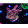 WYSIWYG LR Acropora Gold Dust 5D10