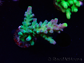 WYSIWYG LR Acropora austera Yellow Tips 5F8