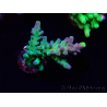 WYSIWYG RAH Acropora Rose Gold 5Q1