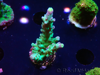 WYSIWYG RAH Acropora Rose Gold 5Q4