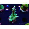 WYSIWYG RAH Acropora Rose Gold 5Q4
