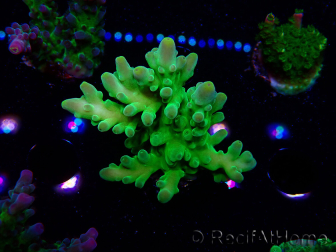 WYSIWYG RAH Acropora austera Gelbe Spitzen 5G1