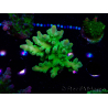WYSIWYG RAH Acropora austera Yellow Tips 5G1