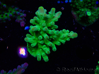 WYSIWYG RAH Acropora austera Yellow Tips 5G2