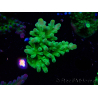 WYSIWYG RAH Acropora austera Yellow 5G2