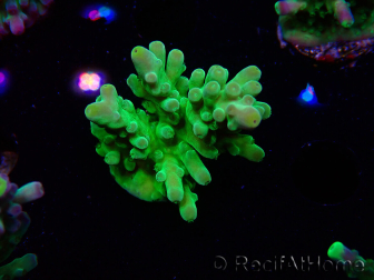 WYSIWYG RAH Acropora austera Punte Gialle 5G3