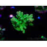 WYSIWYG RAH Acropora austera Gelbe Spitzen 5G3