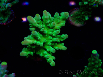 WYSIWYG RAH Acropora austera Gelbe Spitzen 5G4