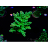 WYSIWYG RAH Acropora austera Yellow 5G4